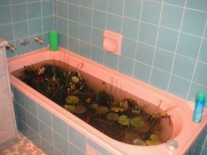 Creepy and confusing images: A pink bathtub filled with murky water and various aquatic plants, like a pond.