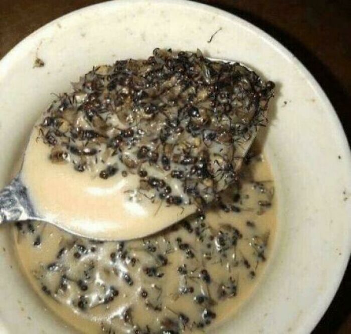 Creepy and confusing images: A spoonful of liquid with numerous small, dark insects, resembling ants, in a bowl.