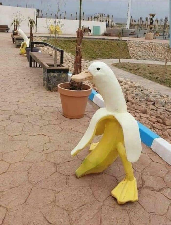 Creepy and confusing images: A humorous banana-duck hybrid sculpture walking on a paved outdoor path.