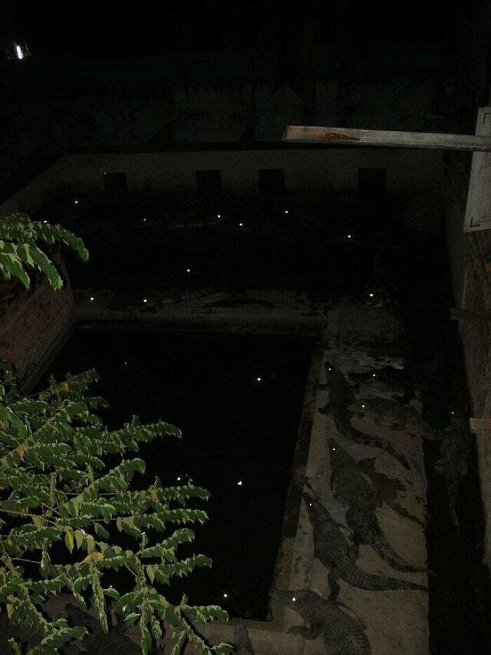 Creepy and confusing images: A dark, eerie outdoor scene with faint lights and crocodile art on a wall.