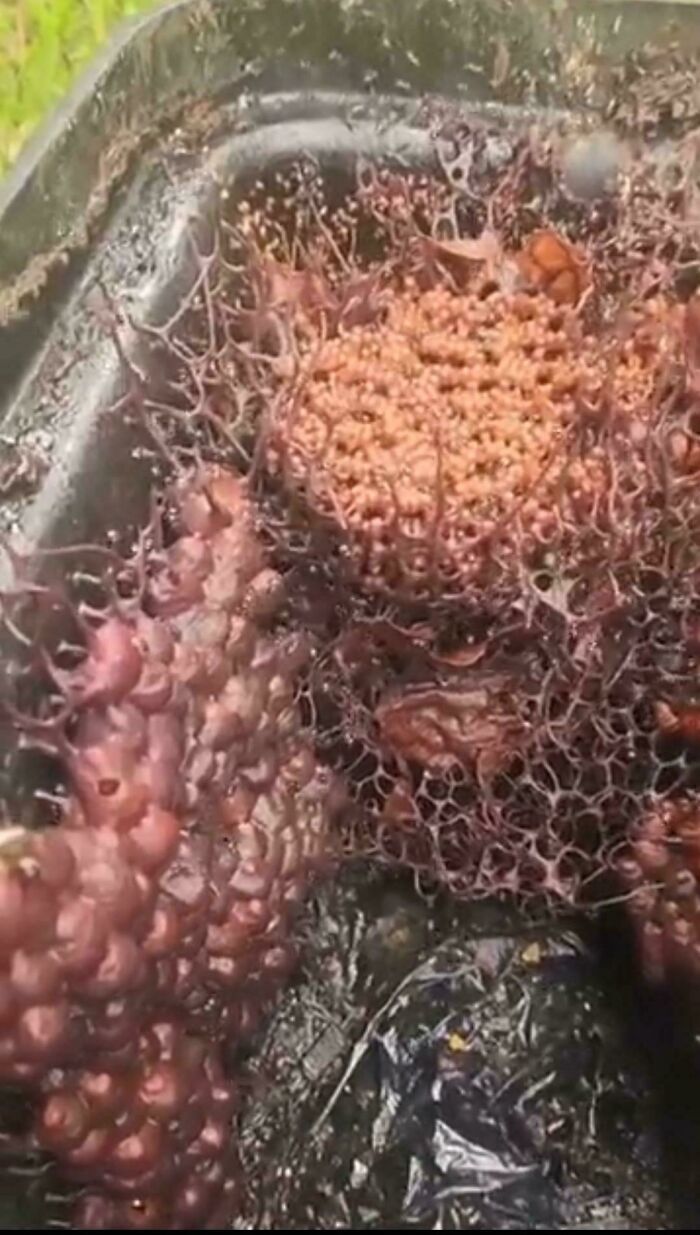 A confusing image of a dark container filled with a strange, organic, web-like growth, possibly fungal or eggs, needing a priest.