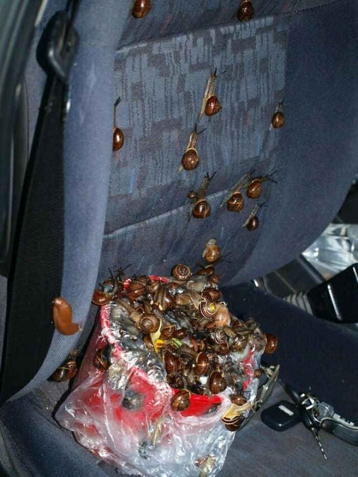 A creepy and confusing image of a car seat covered in dozens of snails, many spilling from a plastic bag, needing a priest.
