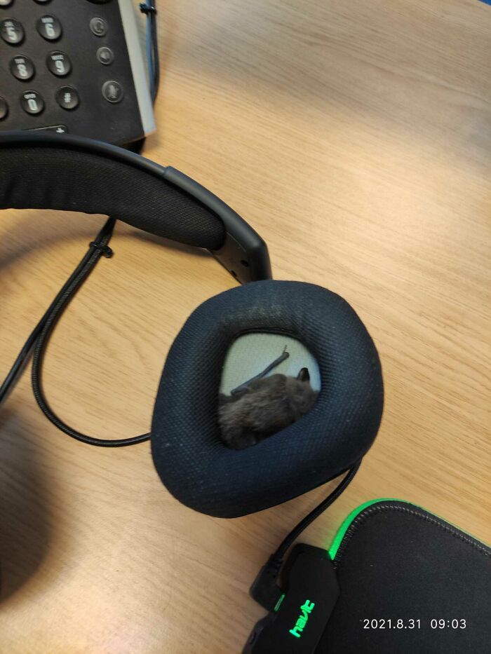 A creepy and confusing image of a small bat nestled inside the ear cup of a black headphone set, needing a priest.
