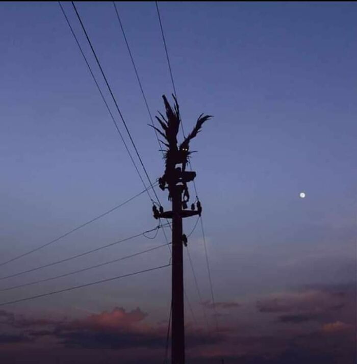 A creepy and confusing image of a monstrous silhouette on a power line against a dusk sky, needing a priest.