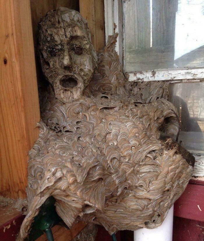 A creepy and confusing image of a face-like wasp nest on a wooden structure, needing a priest.