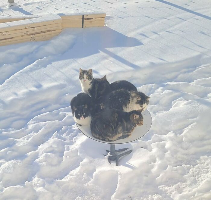 Several cats huddled on a Starlink satellite dish in the snow, enjoying the warmth from this amazing technology.