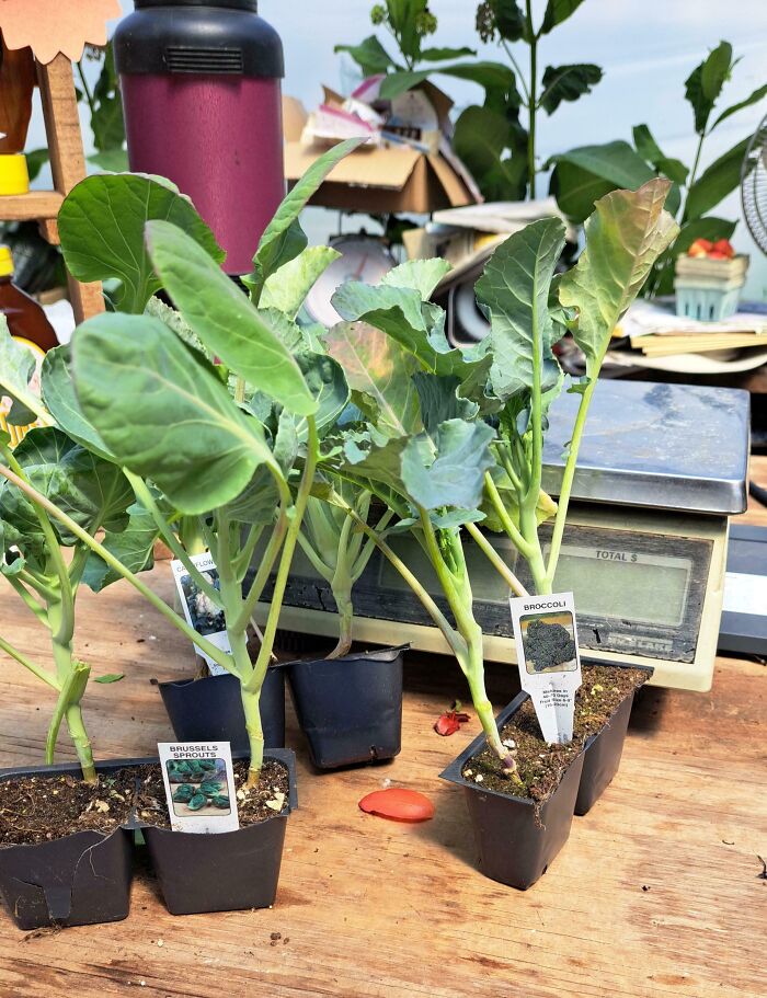 Broccoli and brussels sprouts seedlings, showing service industry workers' produce display at a local market.