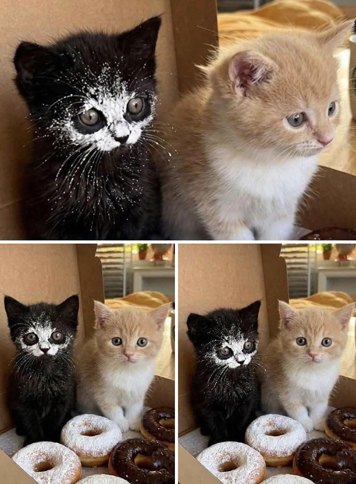 Funny cat with powdered face next to a cream kitten by donuts
