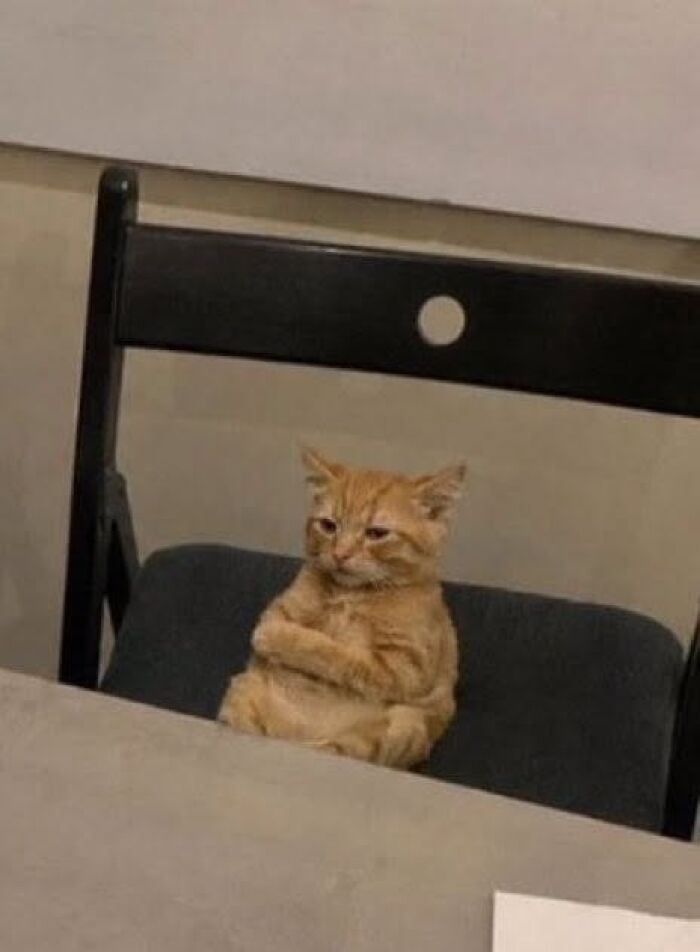 Ginger cat sitting on chair looking grumpy indoors