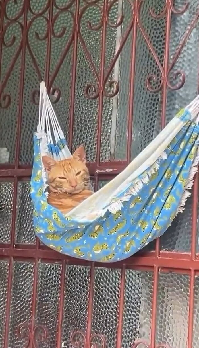 Hilarious cat moments: An orange cat napping comfortably in a blue and white hammock hanging on a window.
