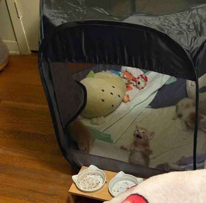 Hilarious cat moments: A tiny kitten crying loudly inside a playpen with other small kittens and toys.