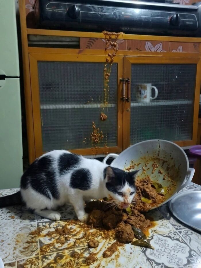 Hilarious cat moments: A black and white cat making a mess, eating spilled food from a pot on a table.