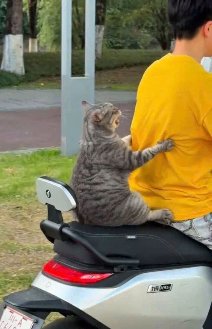 Hilarious cat moments: A grey tabby cat riding on a scooter, holding onto a person in a yellow shirt.