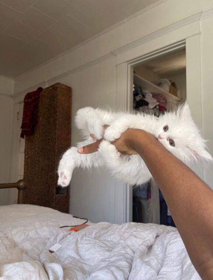 A hand holding a fluffy white kitten upside down, a hilarious cat moment caught on camera.