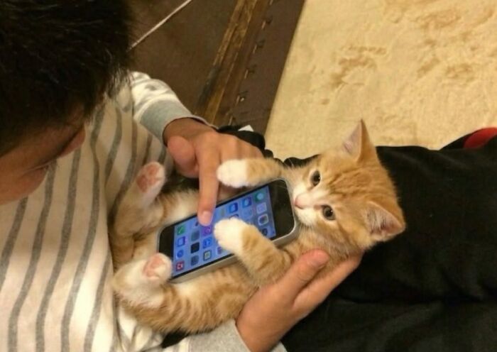 Hilarious cat moments: A small ginger kitten in a person's arms plays with a smartphone.