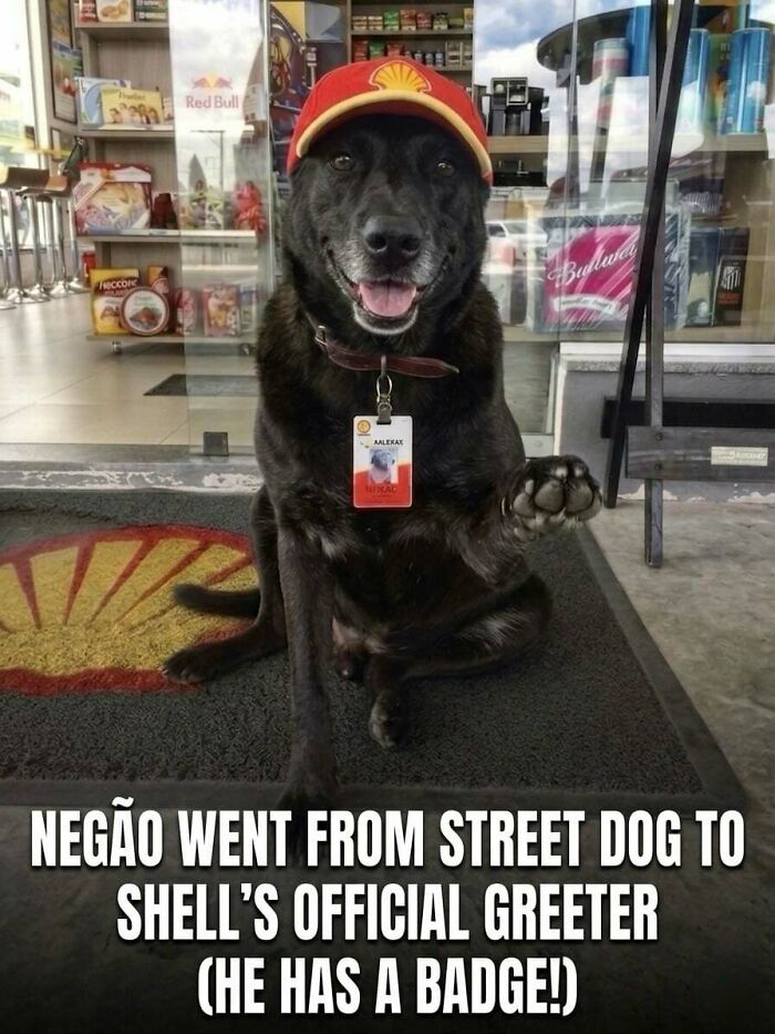Dog Abandoned At A Gas Station Is Now A Full Time Employee With His Own Name Tag And Uniform