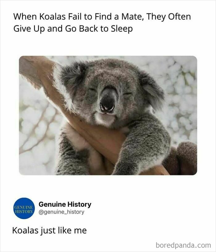 A sleeping koala on a branch, illustrating a fascinating fact about koalas giving up and going back to sleep.