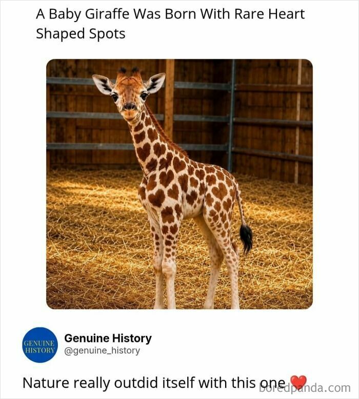 A baby giraffe with rare heart-shaped spots. Fascinating facts about unique animal characteristics.