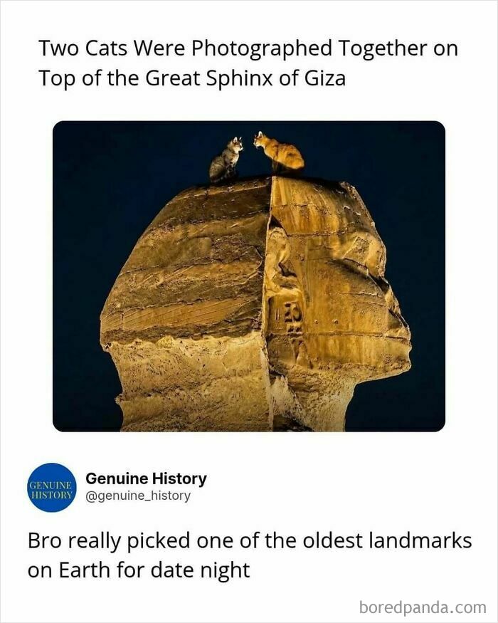 Two cats on top of the Great Sphinx of Giza at night, highlighting a fascinating fact about an unusual photo op.