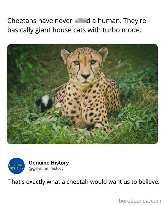A cheetah sitting in green grass, representing a fascinating fact that cheetahs have never k****d a human.
