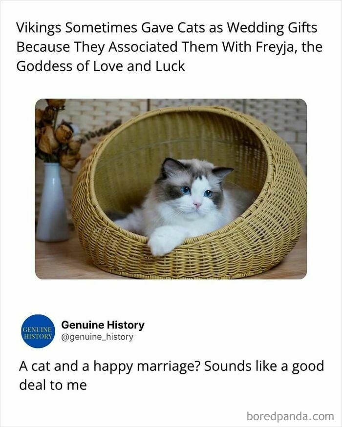 A fluffy white cat with blue eyes in a woven basket, illustrating fascinating facts about Viking wedding gifts.