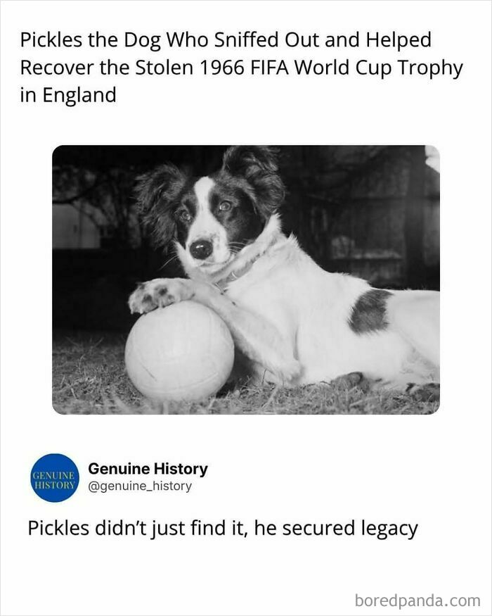 Pickles the dog with a football, a fascinating fact changing how you see the world.