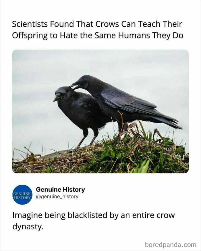 Two crows, an adult and a juvenile, on grass. Fascinating facts about crow behavior and learning.