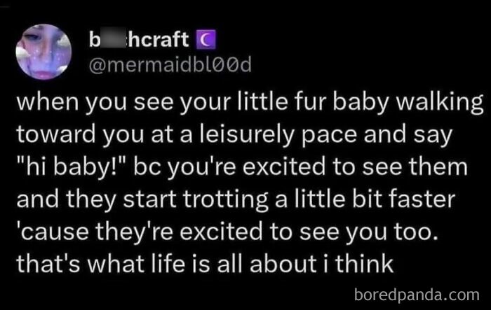 A heartwarming tweet about a pet trotting faster, illustrating wholesome people and their beloved companions.