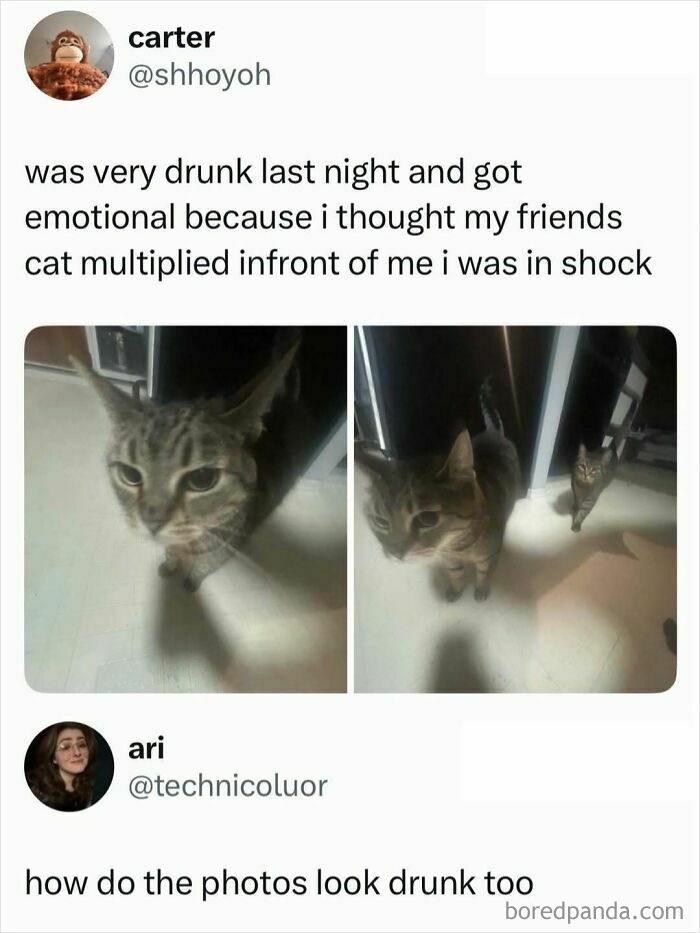 A meme of a blurry cat, suggesting someone's perception of their cat multiplying while drunk, providing a quick laugh.