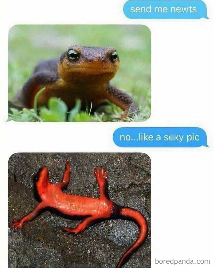 A text conversation showing a display of stupidity, mistaking a request for 's**y pic' of newts for a literal interpretation.