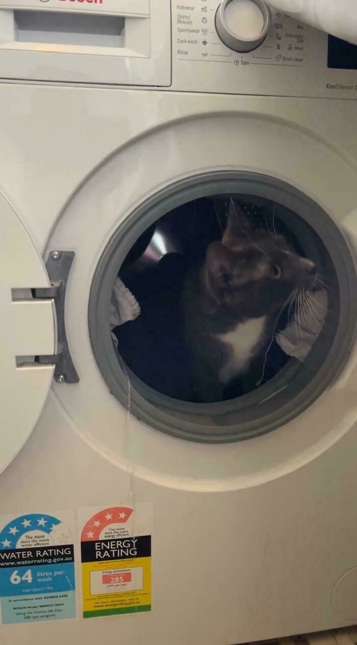 A cat sitting inside a washing machine, one of the interesting posts an Aussie might understand.