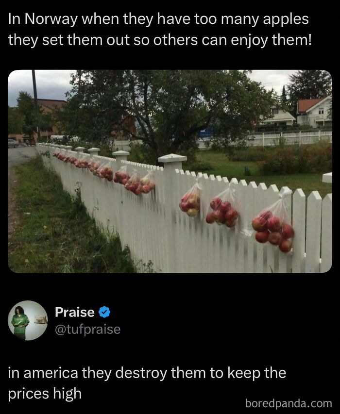 Norway meme showing apples in bags hanging on a fence, an enjoyable viral internet post.