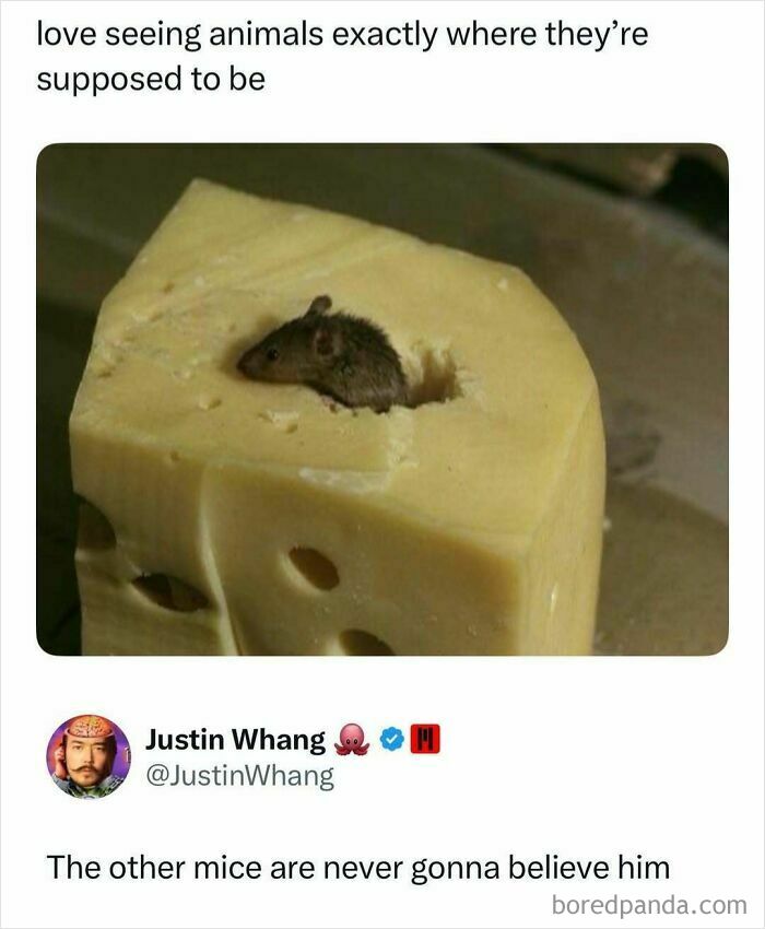 A viral moment of a mouse inside a block of cheese, making scrolling enjoyable.