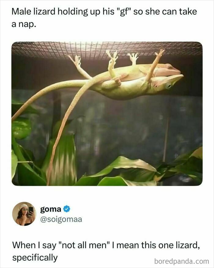 A male lizard holding up another lizard so she can nap, a funny viral internet moment for enjoyable scrolling.