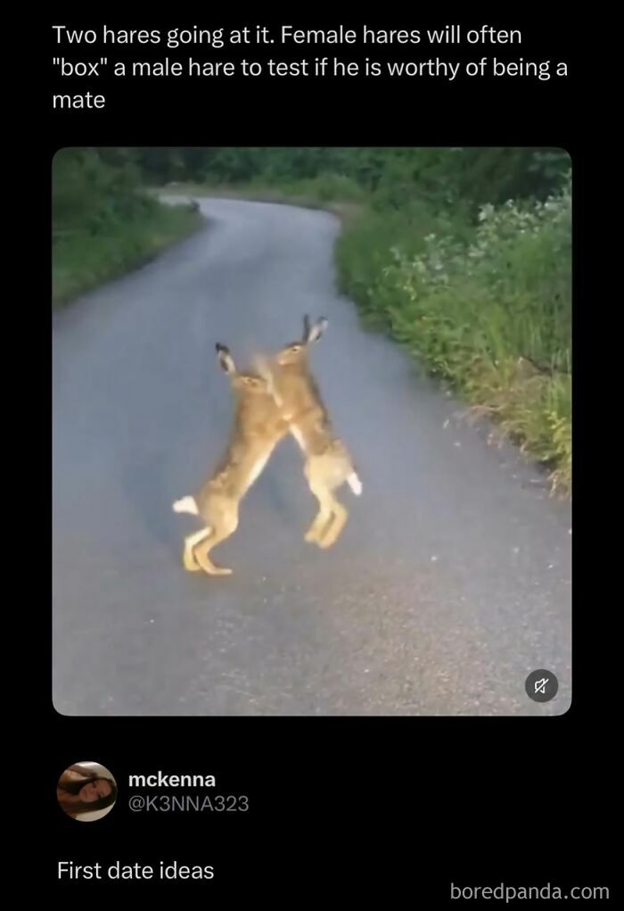 An internet post showing two hares boxing on a road, a viral moment of animal behavior.