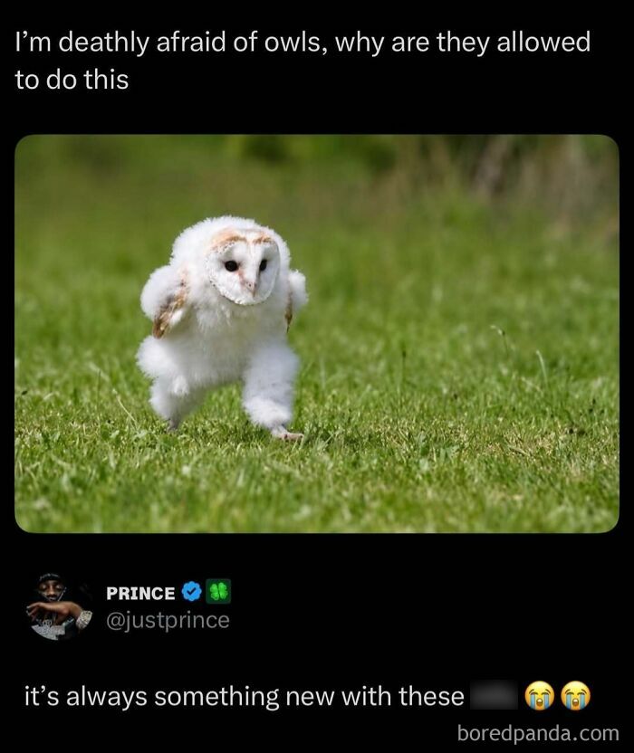 An internet post showing a fluffy owlet walking in grass, creating a viral moment.