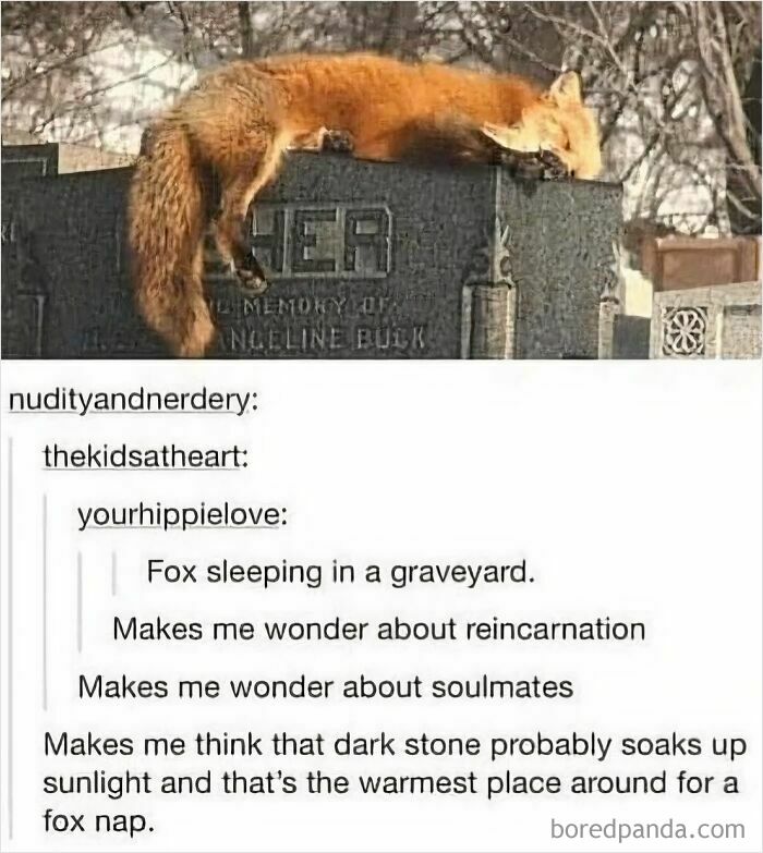A relatable meme showing a fox sleeping peacefully on a gravestone, finding warmth for good vibes.