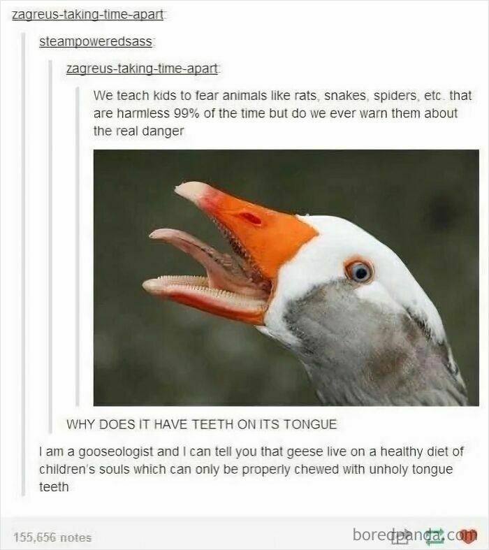 A close-up of a goose with its beak open, revealing strange teeth-like structures on its tongue, a quirky nerdy meme.