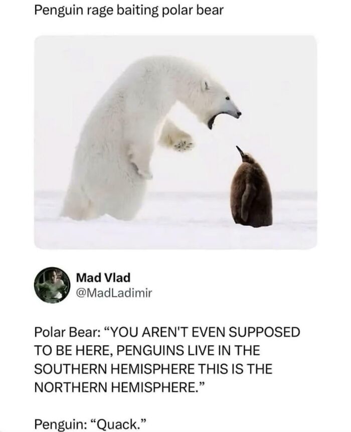 A polar bear roaring at a small penguin in a snowy landscape, an image depicting funny and unpredictable sentences.