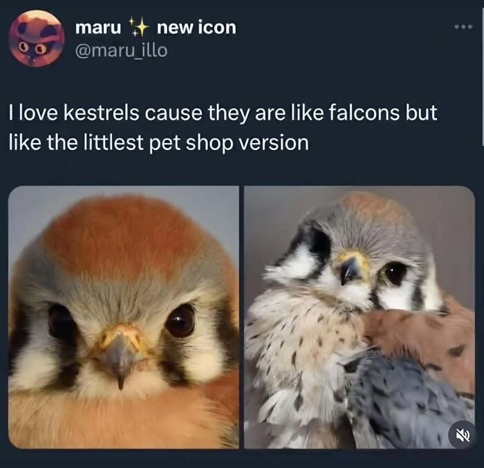 A random meme showing two adorable kestrels, described as the littlest pet shop version of falcons, for a quick laugh.