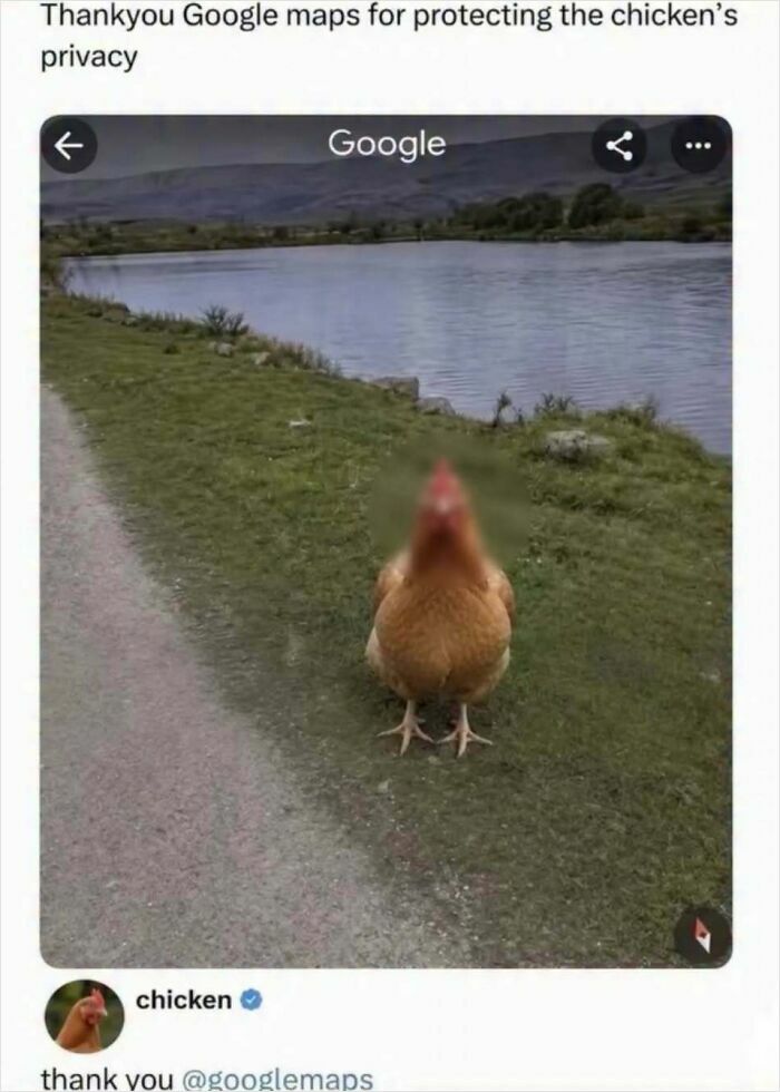 A meme showing a chicken whose face is blurred out by Google Maps, providing a quick laugh.