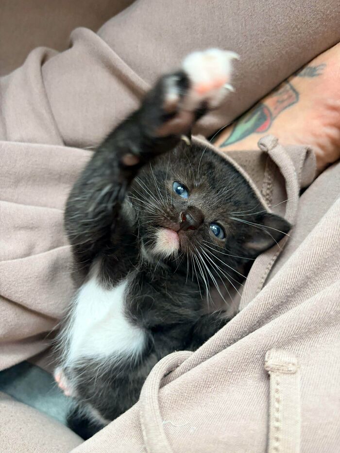 A tiny black and white kitten stretching out its paw, revealing its cat claw.