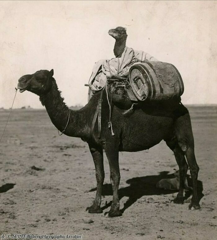 Historical photos: A laden camel and its calf in a desert landscape, used for transport in a bygone era.
