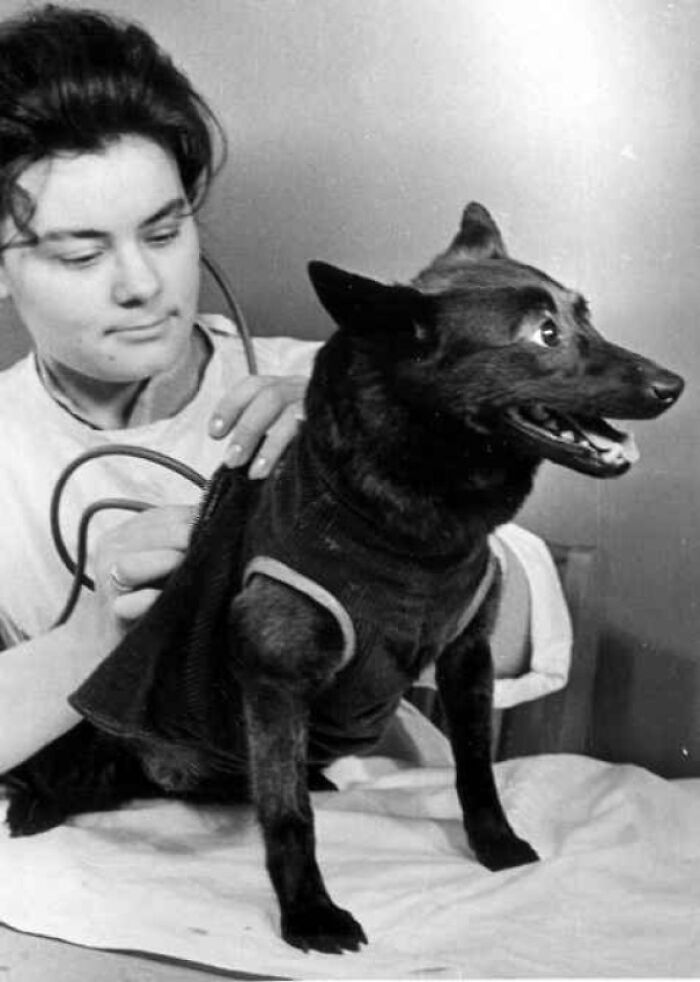 A historical photo of a person examining a black dog wearing a harness, possibly for a medical check-up.