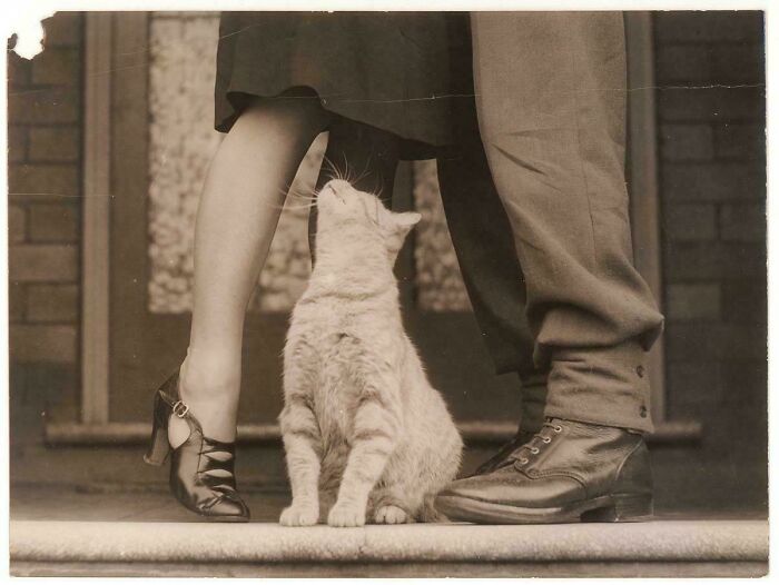 Historical photos of a cat looking up between the legs of two people, showing their shoes.