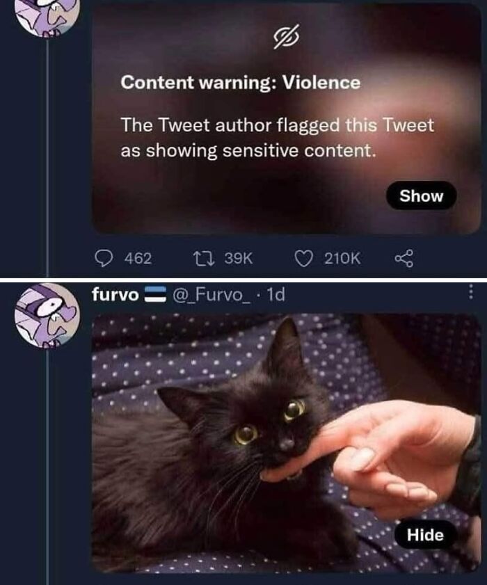 50 Cat Memes That Perfectly Capture Why Living With Cats Is Equal Parts Chaos And Comedy