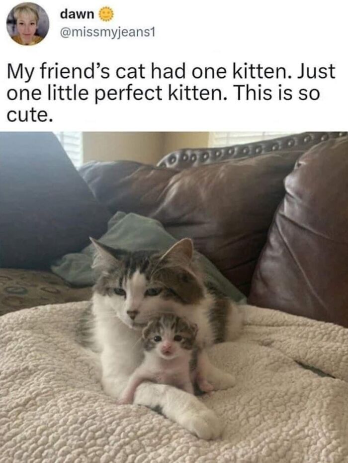50 Cat Memes That Perfectly Capture Why Living With Cats Is Equal Parts Chaos And Comedy