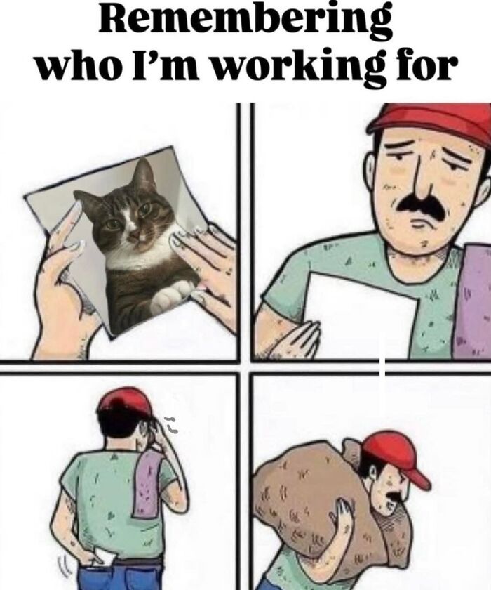 50 Cat Memes That Perfectly Capture Why Living With Cats Is Equal Parts Chaos And Comedy
