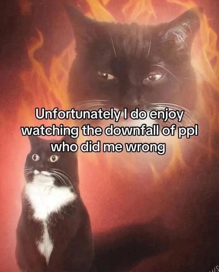 50 Cat Memes That Perfectly Capture Why Living With Cats Is Equal Parts Chaos And Comedy