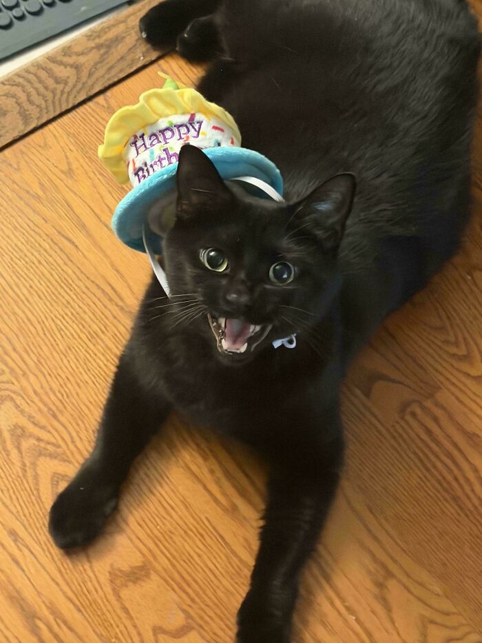 Black cat meowing wearing happy birthday hat on wooden floor